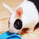 Zdjęcie profilowe Akróliczek🐰