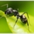 Zdjęcie profilowe Mrówka