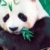 Zdjęcie profilowe panda432